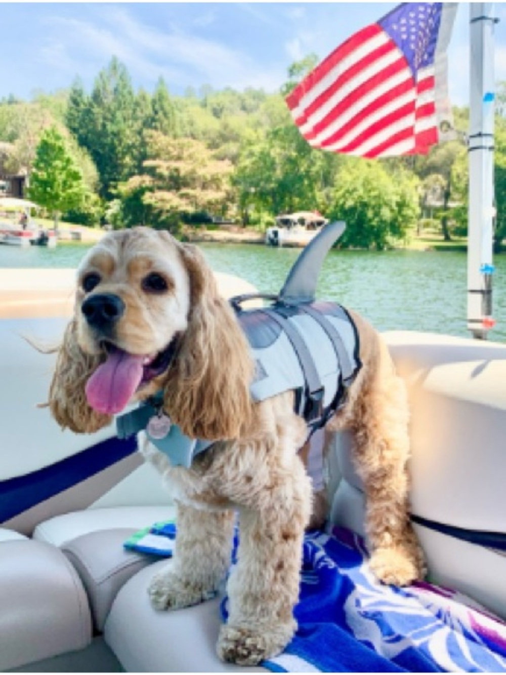 Dog Life Jacket with Shark Fin - Gray